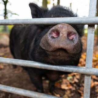 Minischweine sind keine geeigneten Haustiere für ein Wohngebiet, sagt das Verwaltungsgericht Neustadt.