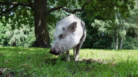 Hausschweine können bis zu 100 Kilo schwer werden und deshalb nicht als Kleintiere gelten, urteilten die Verwaltungrichter in Neustadt.