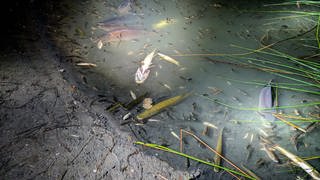 Fische am Ufer des Russenweihers in Speyer schnappen nach Luft - viele sind bereits verendet