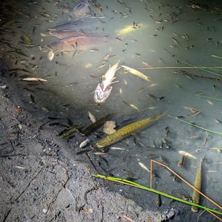 Fische am Ufer des Russenweihers in Speyer schnappen nach Luft - viele sind bereits verendet