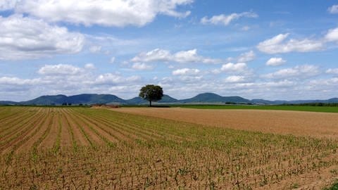 Acker in der Südpfalz