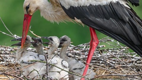 Ein Storch versorgt seine Jungen. In der Südpfalz blieben die Schnäbel der Kleinen häufig leer