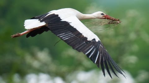 Ein Weißstorch fliegt mit Nistmaterial im Schnabel zurück zu seinem Nest. In der Südpfalz machte den Störchen das kalte und nasse Wetter zu schaffen