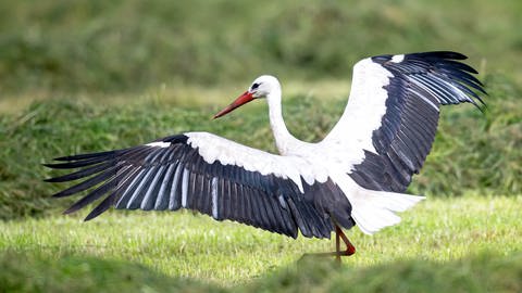 Ein Weißstorch landet auf einer Wiese. In der Südpfalz hatten die Störche Probleme, genug Nahrung für ihre Jungen zu finden