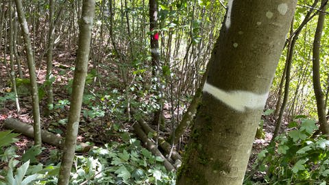 Bäume im Wald mit Markierungen