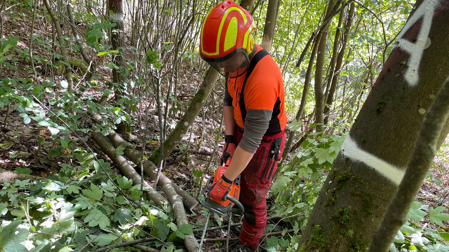 Pfälzerwald im Klimawandel: Aus 