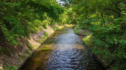 Landesgartenschau-Neustadt: Der Speyerbach in seinem jetzigen Zustand  