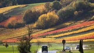 Eine Landstraße mit Autos vor einem Weinberg - Symbolbild für Immer mehr Autos in der Pfalz