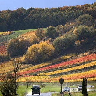 Eine Landstraße mit Autos vor einem Weinberg - Symbolbild für Immer mehr Autos in der Pfalz