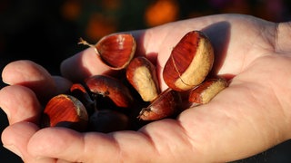 Esskastanien liegen in einer Hand