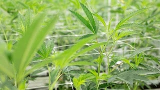 Cannabisanbau mit etlichen Pflanzen - Symbolbild für Cannabis-Anbau-Verein in Lambrecht wächst stetig