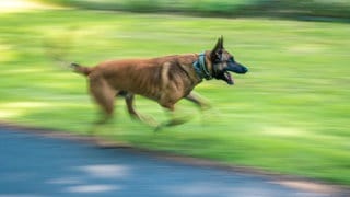 Entlaufener Hund legt Autobahn lahm