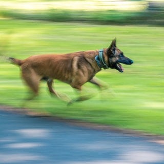 Entlaufener Hund legt Autobahn lahm