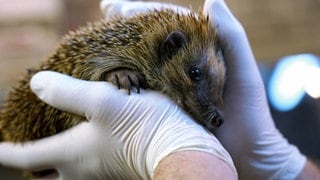 Igelrettungsstation in Bobenheim-Roxheim am Limit. Warum es Igel gerade schwer haben.