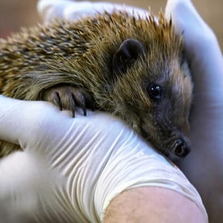 Igelrettungsstation in Bobenheim-Roxheim am Limit. Warum es Igel gerade schwer haben.