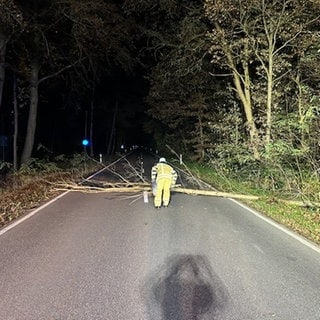 Mutwillig gefällter Baum in Dudenhofen