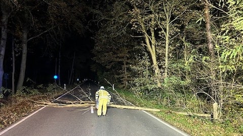 Mutwillig gefällter Baum in Dudenhofen