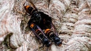 Asiatische Hornisse (Vespa velutina nigrithorax) - Invasive Tierarten - Neozen