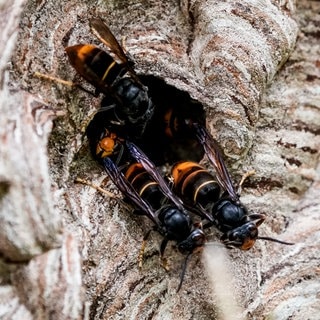 Asiatische Hornisse (Vespa velutina nigrithorax) - Invasive Tierarten - Neozen