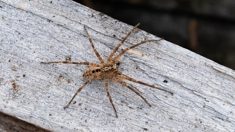 Nosferatu-Spinne (Zoropsis spinimana) - Invasive Tierarten - Neozen