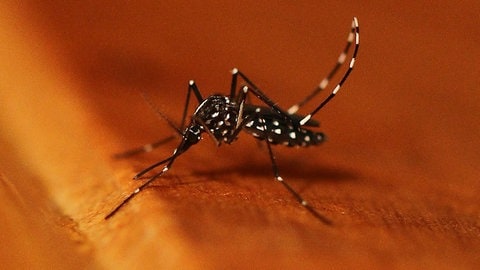 Asiatische Tigermücke (Aedes albopictus) - Invasive Tierarten - Neozen