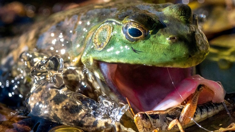 Nordamerikanische Ochsenfrosch (Lithobates catesbeianus) - Invasive Tierarten - Neozen