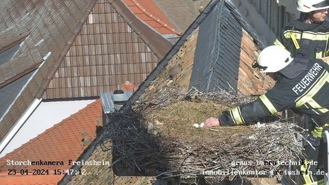 Storch Freinsheim