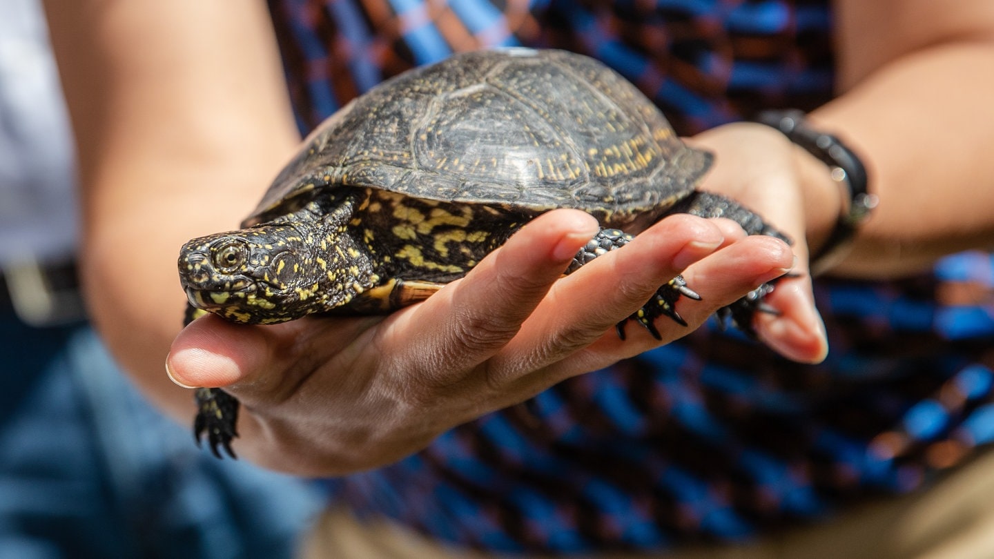 Europäische Sumpfschildkröten