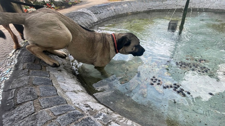 Zum Glück gibt es in Weil der Stadt viele Brunnen. Dort kühlt sich Mira an heißen Tagen ab.