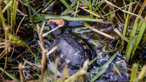 Europäische Sumpfschildkröten