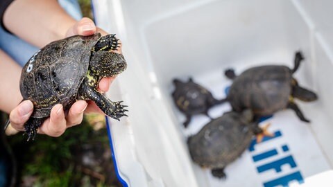 Europäische Sumpfschildkröten