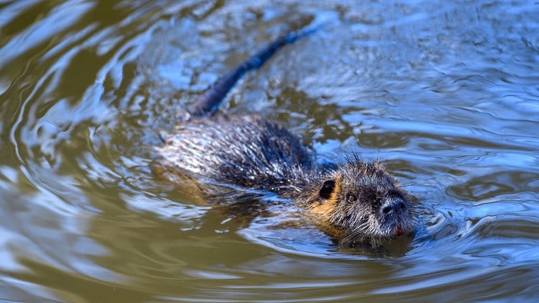 Nutrias (Myocastor coypus) - Invasive Tierarten - Neozen