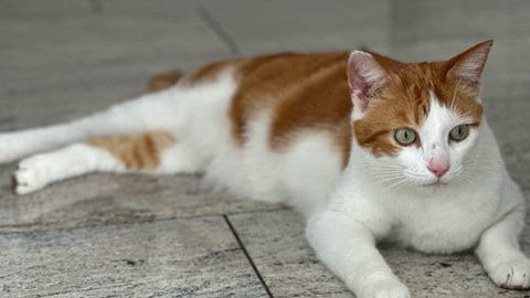 Bad Dürkheims Stadt-Kater Tarcin war verschollen, ist jetzt aber wieder zurück bei seiner Besitzerin Elvan Gülay und erholt sich von den Strapazen.