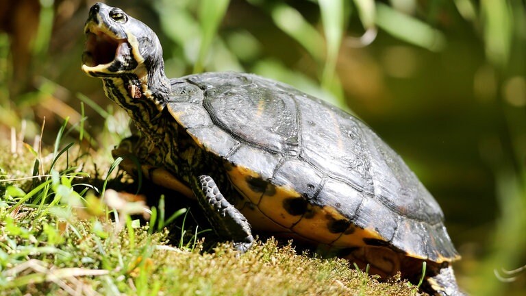 Buchstaben-Schmuckschildkröte (Trachemys scripta) - Invasive Tierarten - Neozen