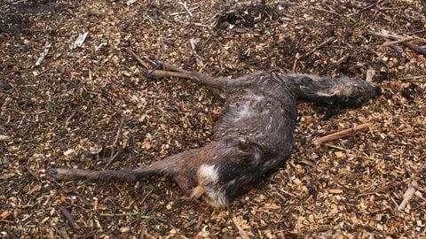 Reh von Hund  gerissen in Naturschutzgebiet Deidesheim