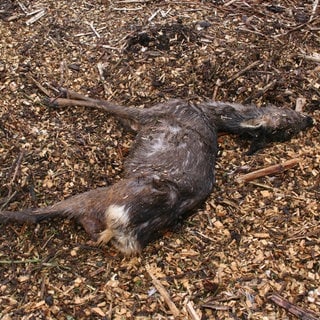 Reh von Hund  gerissen in Naturschutzgebiet Deidesheim