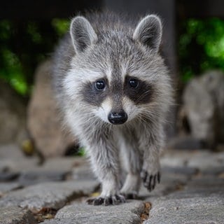 Ein Bild von einem Waschbär. Waschbären machen Ärger in Ludwigshafen.