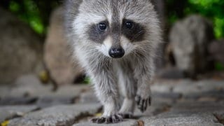 Ein Bild von einem Waschbär. Waschbären machen Ärger in Ludwigshafen.