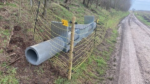 Eine Betonröhre, mit der Dachse bei Erpolzheim eingefangen werden sollten. Doch kein einziger Dachs ging in die Falle.