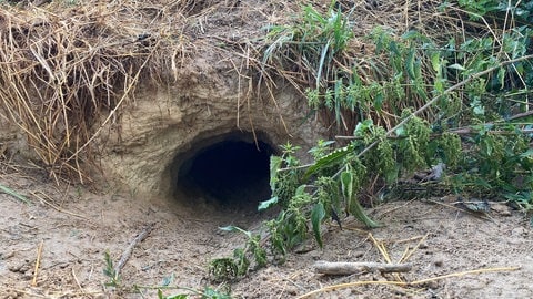 Die Höhle eines Dachses. Bei Winden (Kreis Germersheim) hatten die Tiere im Frühjahr 2023 einen Feldweg unterhöhlt. Eine Erntemaschine brach deswegen ein.