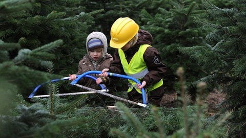 Zwei kleine Jungen betrachten in einer Weihnachtsbaumplantage ihre Sägen, die sie mitgebracht haben, um einen Weihnachtsbaum zu schlagen