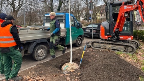 Bäume pflanzen in Ludwigshafen