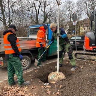 Bäume pflanzen in Ludwigshafen