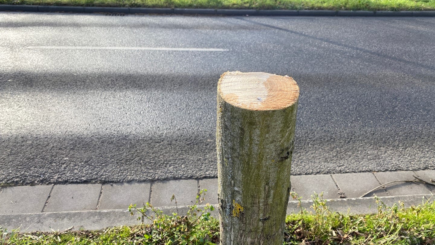 Gefällter, gesunder Baum in Speyer. Die Stadt Speyer hofft auf Hinweise auf den oder die Täter