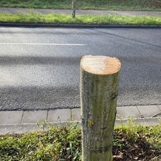 Gefällter, gesunder Baum in Speyer. Die Stadt Speyer hofft auf Hinweise auf den oder die Täter