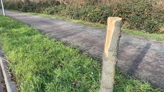 Gefällter, gesunder Baum in Speyer. Die Stadt Speyer hofft auf Hinweise auf den oder die Täter