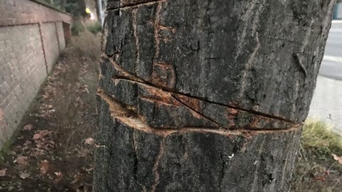 In der Wormser Landstraße in Speyer wurden zwei gesunde Bäume von Unbekannten illegal angesägt.