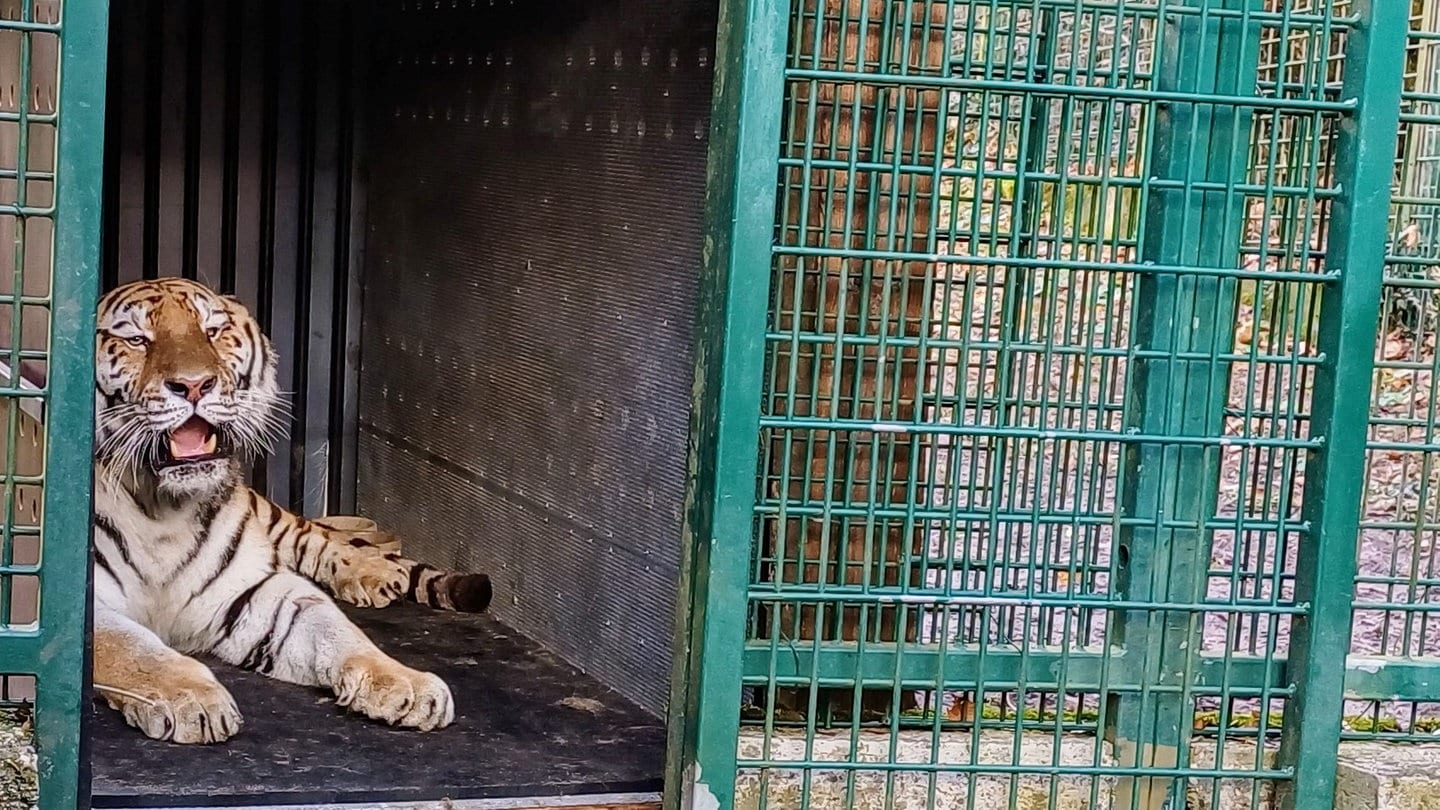 Der neue sibirische Tiger im Zoo Landau