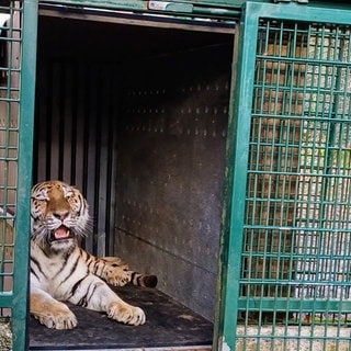 Der neue sibirische Tiger im Zoo Landau