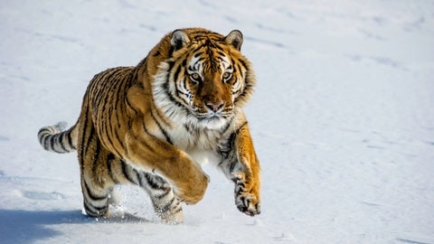 Ein sibirischer Tiger im Schnee. Symbolbild. Der Zoo in Landau hat einen neuen Tiger bekommen.